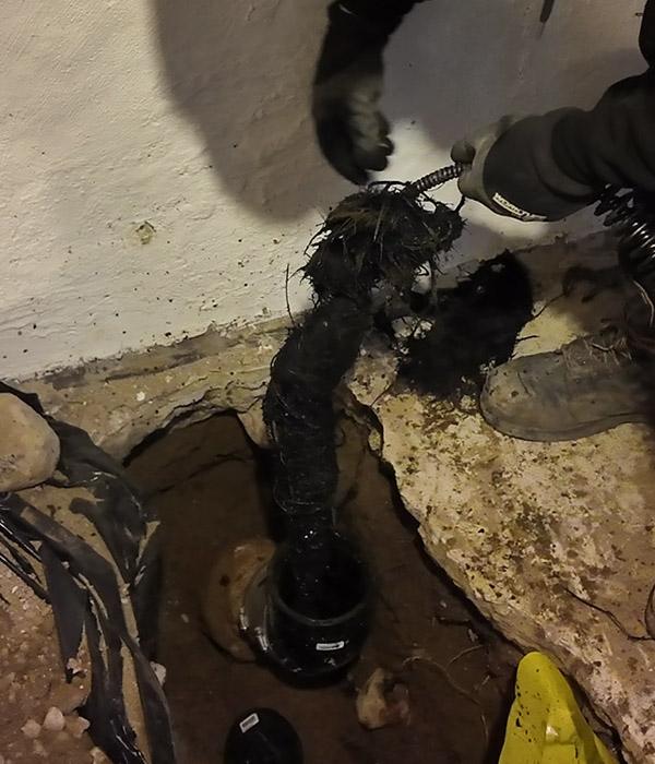 Tree roots invading sewer line